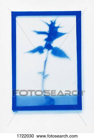 Inverse photogenic drawing of White Deadnettle plant specimen View Large Photo Image Stock Image - Inverse photogenic drawing of White Deadnettle plant specimen. Fotosearch