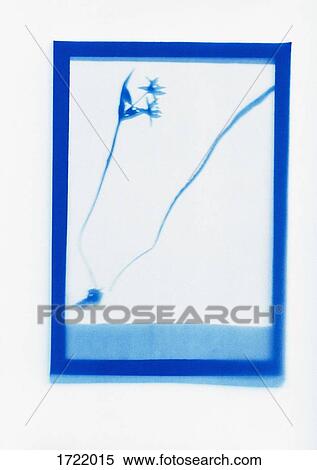 Inverse photogenic drawing of Wild Tulip plant specimen View Large Photo Image Stock Photography - Inverse photogenic drawing of Wild Tulip plant specimen. Fotosearch