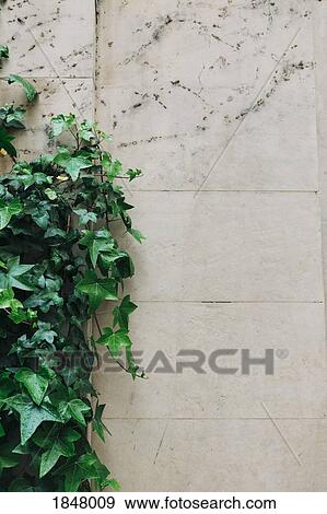 Ivy growing along stone wall View Large Photo Image Stock Photo - Ivy growing along stone wall. Fotosearch