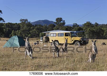 Kangaroos in sunny field near campsite View Large Photo Image Stock Photograph - Kangaroos in sunny field near campsite. Fotosearch