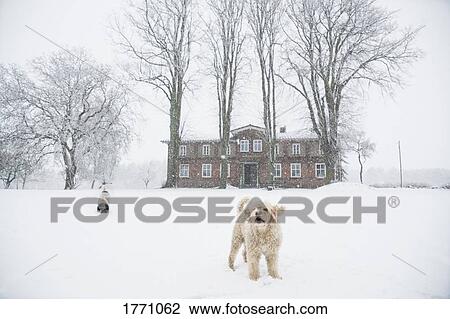 Labradoodle playing in snowy, rural field View Large Photo Image Stock Image - Labradoodle playing in snowy, rural field. Fotosearch