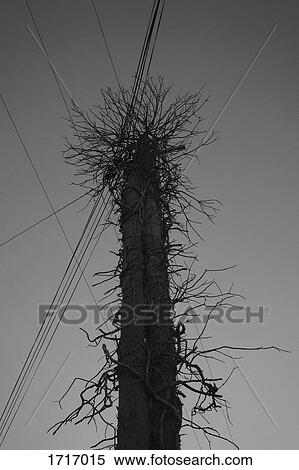 Stock Photography - Low angle view of electricity cables over bare tree against clear sky. Fotosearch