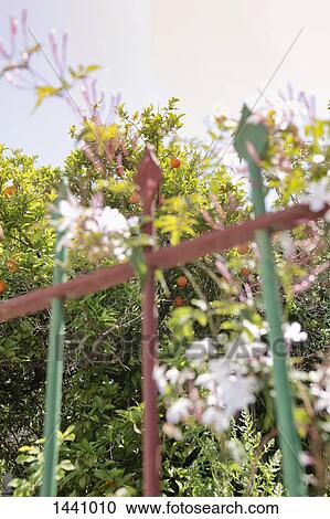 Low angle view of fence and trees against sky View Large Photo Image Stock Image - Low angle view of fence and trees against sky. Fotosearch
