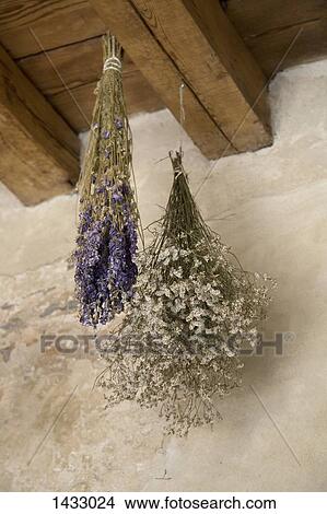 Low angle view of flowers hanging from roof beam View Large Photo Image Picture - Low angle view of flowers hanging from roof beam. Fotosearch