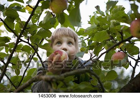 Stock Photograph - Low angle view of girl holding apple on tree. Fotosearch