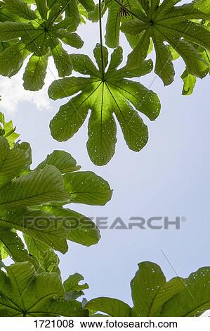 Low angle view of leaves against sky View Large Photo Image Stock Photo - Low angle view of leaves against sky. Fotosearch