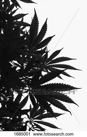 Stock Image - Low angle view of marijuana plant against sky. Fotosearch