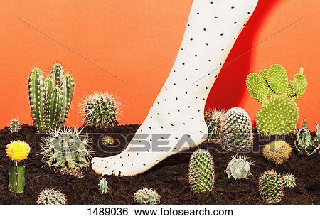 Low section of woman wearing stockings while standing amidst cactus plants View Large Photo Image Stock Photograph - Low section of woman wearing stockings while standing amidst cactus plants. Fotosearch