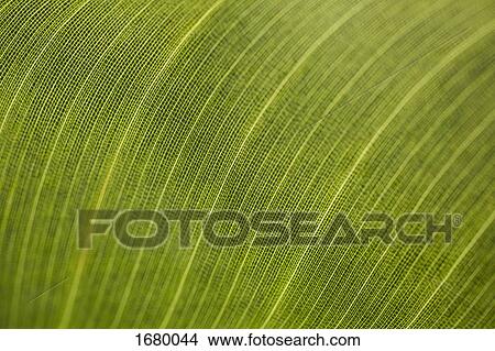 Macro shot of fresh green leaf View Large Photo Image Picture - Macro shot of fresh green leaf. Fotosearch