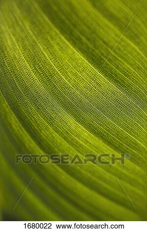 Macro shot of fresh green leaf View Large Photo Image Stock Image - Macro shot of fresh green leaf. Fotosearch