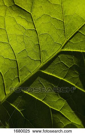 Macro shot of fresh green leaf View Large Photo Image Stock Photography - Macro shot of fresh green leaf. Fotosearch