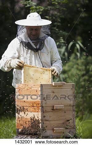 Male beekeeper examining bee hive at farm View Large Photo Image Stock Image - Male beekeeper examining bee hive at farm. Fotosearch