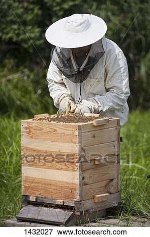 Male beekeeper examining bee hive on field View Large Photo Image Stock Photo - Male beekeeper examining bee hive on field. Fotosearch