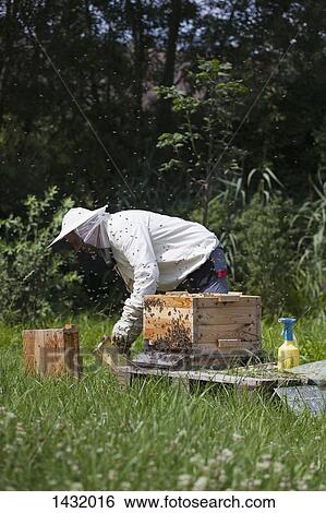 Stock Photograph - Male beekeeper working on bee hives at farm. Fotosearch