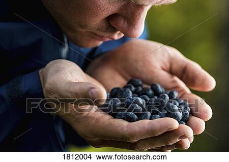 Man cupping and smelling fresh, ripe blueberries View Large Photo Image Picture - Man cupping and smelling fresh, ripe blueberries. Fotosearch