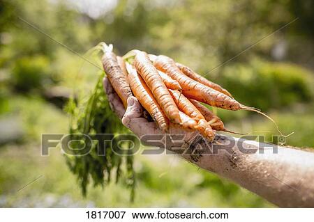 Man harvesting carrots in sunny vegetable garden View Large Photo Image Stock Photo - Man harvesting carrots in sunny vegetable garden. Fotosearch