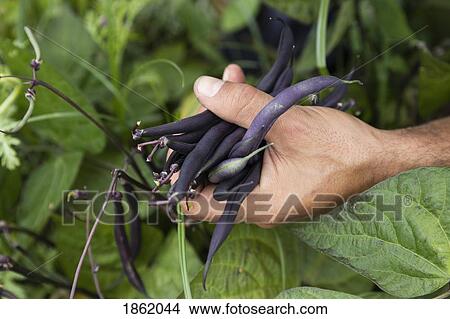 Man harvesting fresh, organic purple beans View Large Photo Image Picture - Man harvesting fresh, organic purple beans. Fotosearch