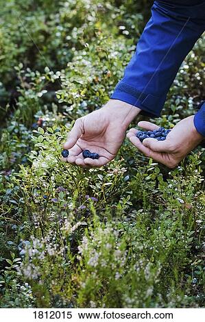Man harvesting fresh, ripe blueberries View Large Photo Image Stock Photography - Man harvesting fresh, ripe blueberries. Fotosearch