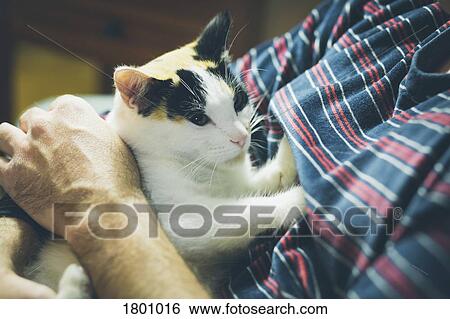 Man holding cat View Large Photo Image Stock Photograph - Man holding cat. Fotosearch