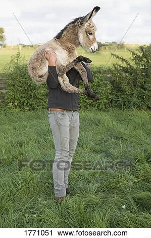 Man holding goat on farm View Large Photo Image Stock Image - Man holding goat on farm. Fotosearch