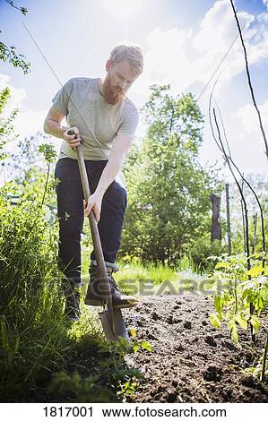 Man with beard digging with shovel in sunny garden View Large Photo Image Stock Image - Man with beard digging with shovel in sunny garden. Fotosearch