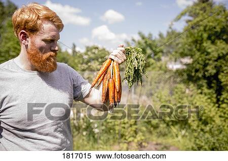 Man with beard harvesting carrots in sunny vegetable garden View Large Photo Image Stock Photography - Man with beard harvesting carrots in sunny vegetable garden. Fotosearch