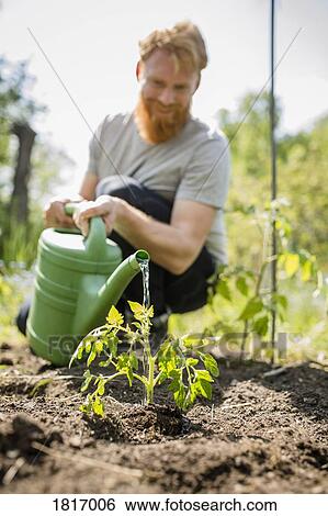 Man with beard watering sapling plant in sunny vegetable garden View Large Photo Image Stock Photograph - Man with beard watering sapling plant in sunny vegetable garden. Fotosearch