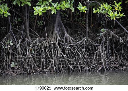 Mangrove tree roots in water View Large Photo Image Stock Photography - Mangrove tree roots in water. Fotosearch