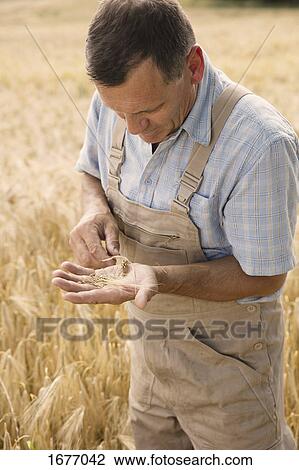 Mature farmer examining wheat crop while standing at farm View Large Photo Image Stock Image - Mature farmer examining wheat crop while standing at farm. Fotosearch