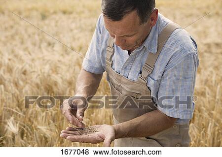 Mature male farmer examining wheat crops at farm View Large Photo Image Stock Photo - Mature male farmer examining wheat crops at farm. Fotosearch
