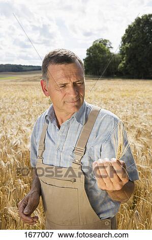 Mature man holding wheat ear while standing at farm View Large Photo Image Stock Photo - Mature man holding wheat ear while standing at farm. Fotosearch