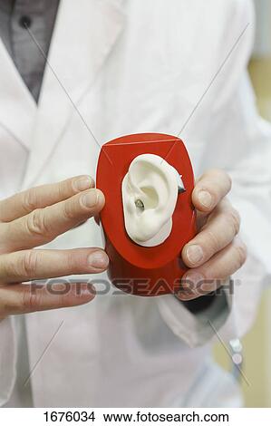 Midsection of audiologist holding anatomical model with hearing aid at office View Large Photo Image Picture - Midsection of audiologist holding anatomical model with hearing aid at office. Fotosearch