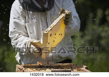 Stock Photo - Midsection of beekeeper brushing bees from frame of hive at farm. Fotosearch