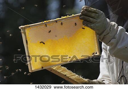 Midsection of beekeeper brushing bees from hive at farm View Large Photo Image Stock Photo - Midsection of beekeeper brushing bees from hive at farm. Fotosearch