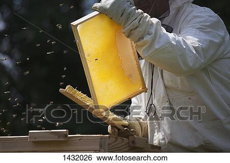 Midsection of beekeeper brushing bees from frame of hive at farm View Large Photo Image Stock Photograph - Midsection of beekeeper brushing bees from frame of hive at farm. Fotosearch