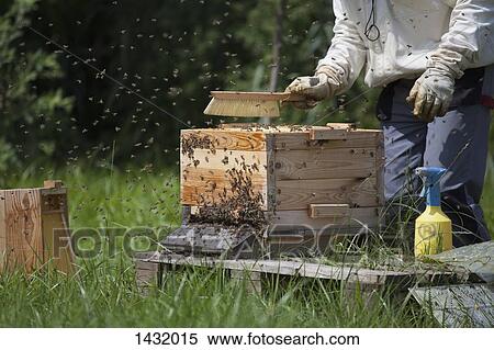 Stock Photography - Midsection of beekeeper brushing bees from hive at farm. Fotosearch