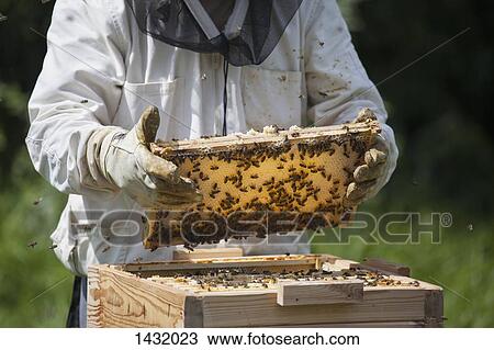 Midsection of beekeeper holding honeycomb at farm View Large Photo Image Stock Image - Midsection of beekeeper holding honeycomb at farm. Fotosearch