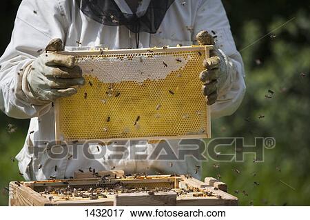 Stock Photo - Midsection of beekeeper holding honeycomb at farm. Fotosearch