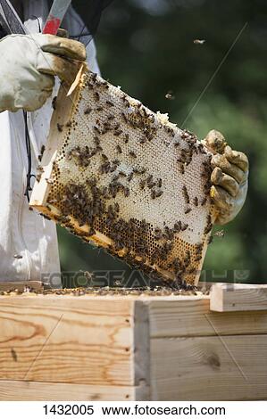 Midsection of beekeeper holding honeycomb at farm View Large Photo Image Stock Photography - Midsection of beekeeper holding honeycomb at farm. Fotosearch