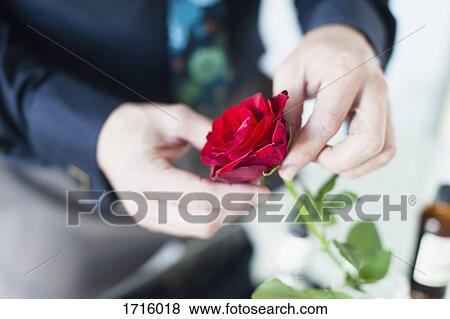 Midsection of businessman holding red rose View Large Photo Image Stock Photo - Midsection of businessman holding red rose. Fotosearch