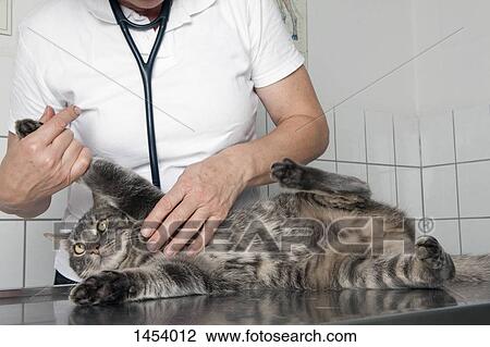 Stock Image - Midsection of vet examining cat at table in clinic. Fotosearch