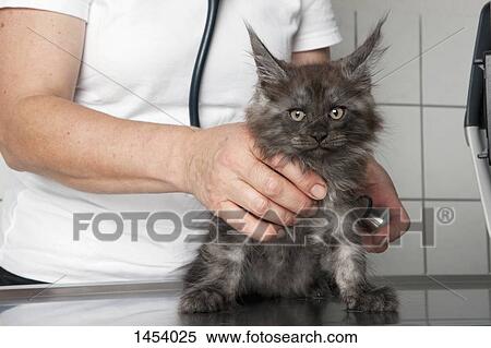 Stock Photography - Midsection of vet examining cat in clinic. Fotosearch