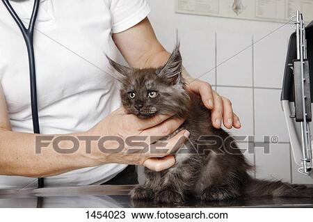 Midsection of vet examining cat's neck at table in clinic View Large Photo Image Stock Image - Midsection of vet examining cat's neck at table in clinic. Fotosearch