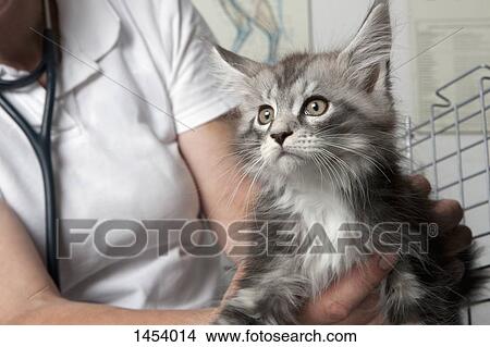 Midsection of vet holding cat in clinic View Large Photo Image Picture - Midsection of vet holding cat in clinic. Fotosearch