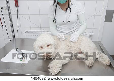 Stock Image - Midsection of veterinarian injecting dog in medical clinic. Fotosearch