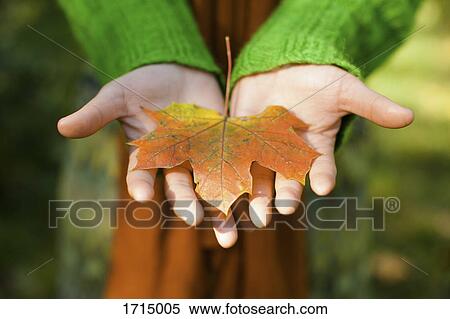 Midsection of woman with dry maple leaf in cupped hands at park View Large Photo Image Stock Photography - Midsection of woman with dry maple leaf in cupped hands at park. Fotosearch