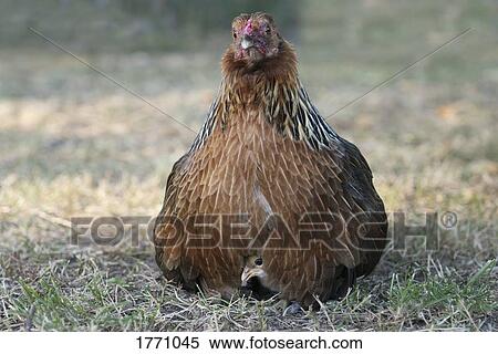 Mother chicken protecting baby chick View Large Photo Image Stock Photography - Mother chicken protecting baby chick. Fotosearch