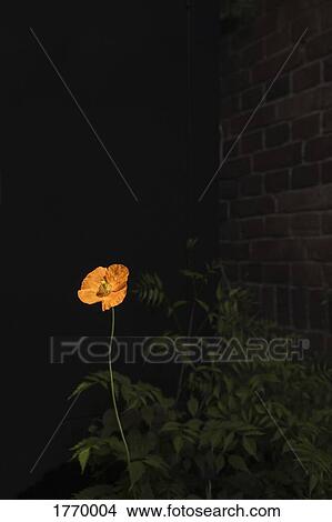 Orange poppy flower in dark garden View Large Photo Image Picture - Orange poppy flower in dark garden. Fotosearch