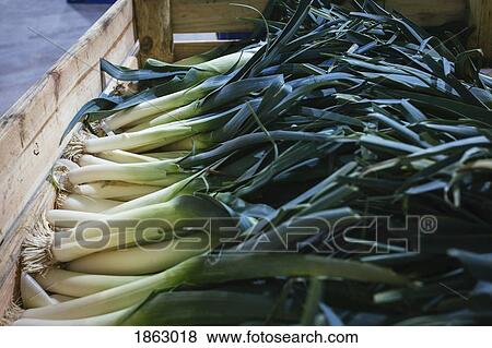 Organic harvested leeks in wooden crate View Large Photo Image Stock Photo - Organic harvested leeks in wooden crate. Fotosearch