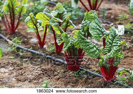 Picture - Organic red chard growing in vegetable garden. Fotosearch